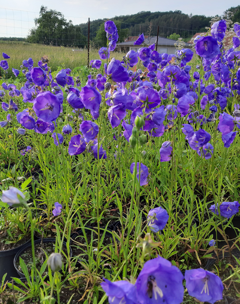 Campanula persicifolia `Azure Beauty`
